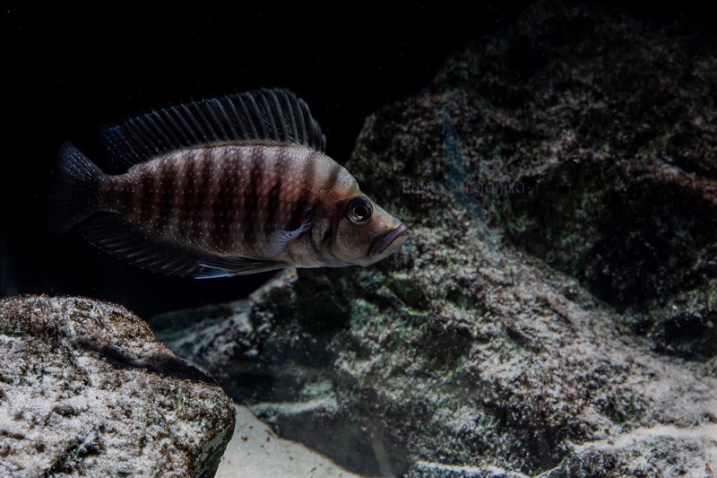 Altolamprologus compressiceps 'Tembwe (Deux)'